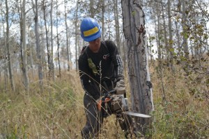 Harper cutting down some dead aspens